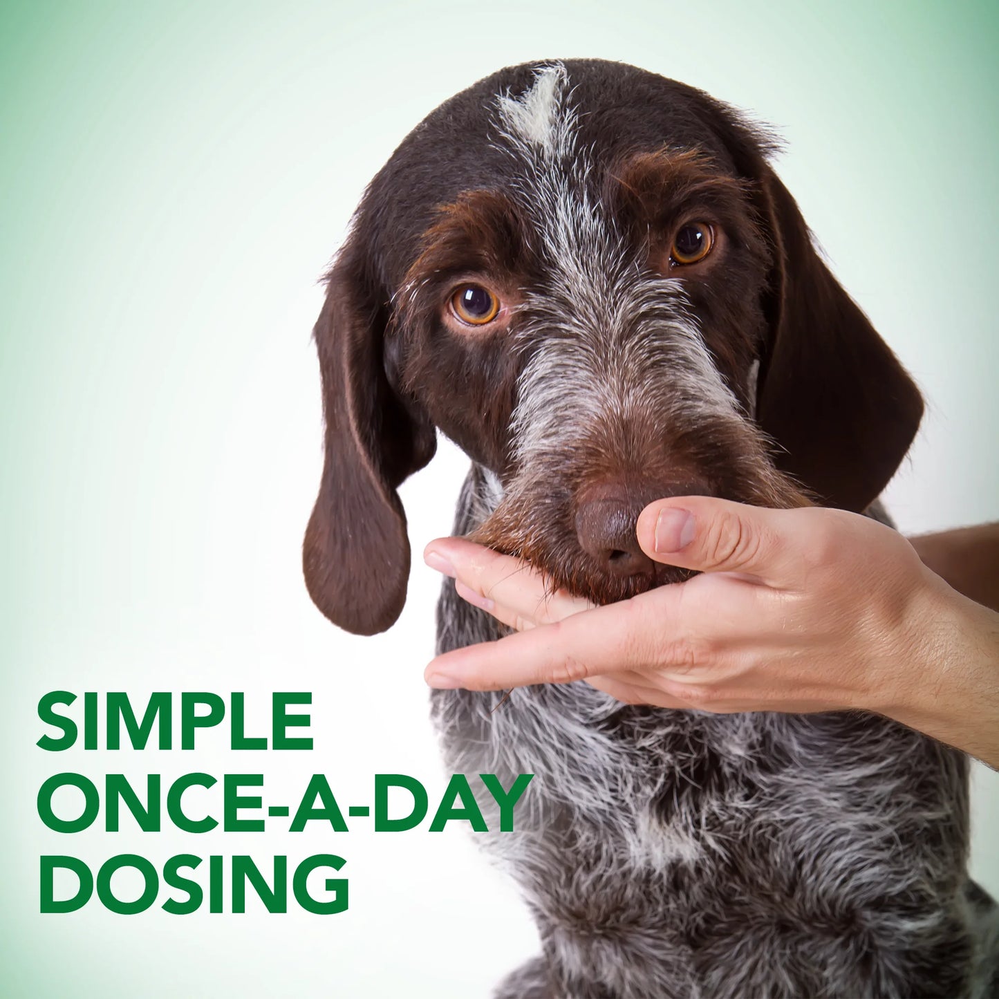 Digestive Health Probiotic Soft Chews for Dogs 4.2 Oz.
