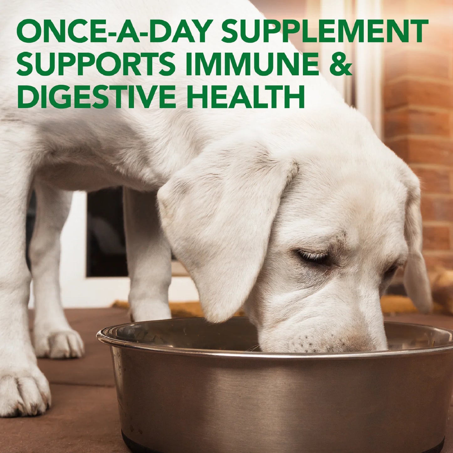 Digestive Health Probiotic Soft Chews for Dogs 4.2 Oz.