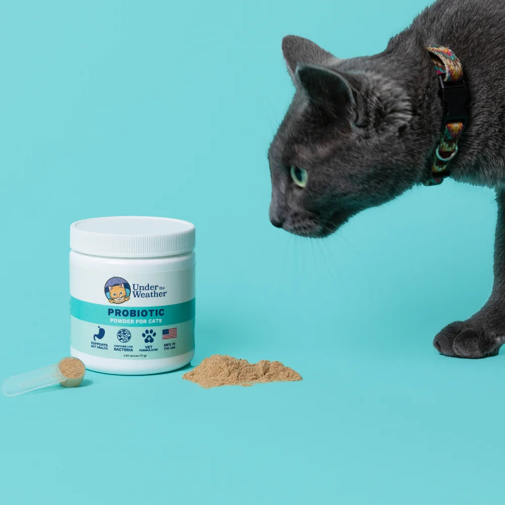 Probiotic Powder for Cats – Vet-Formulated Digestive Support