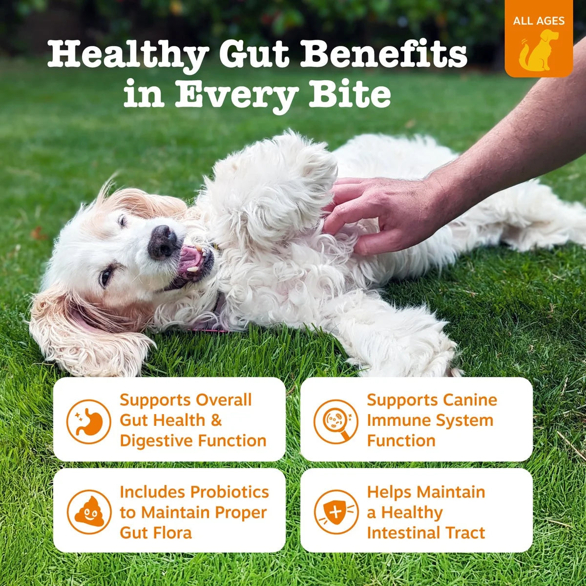 (6 Pack)  Probiotic Bites for Dogs, to Support Gut Health, Pumpkin 60Ct