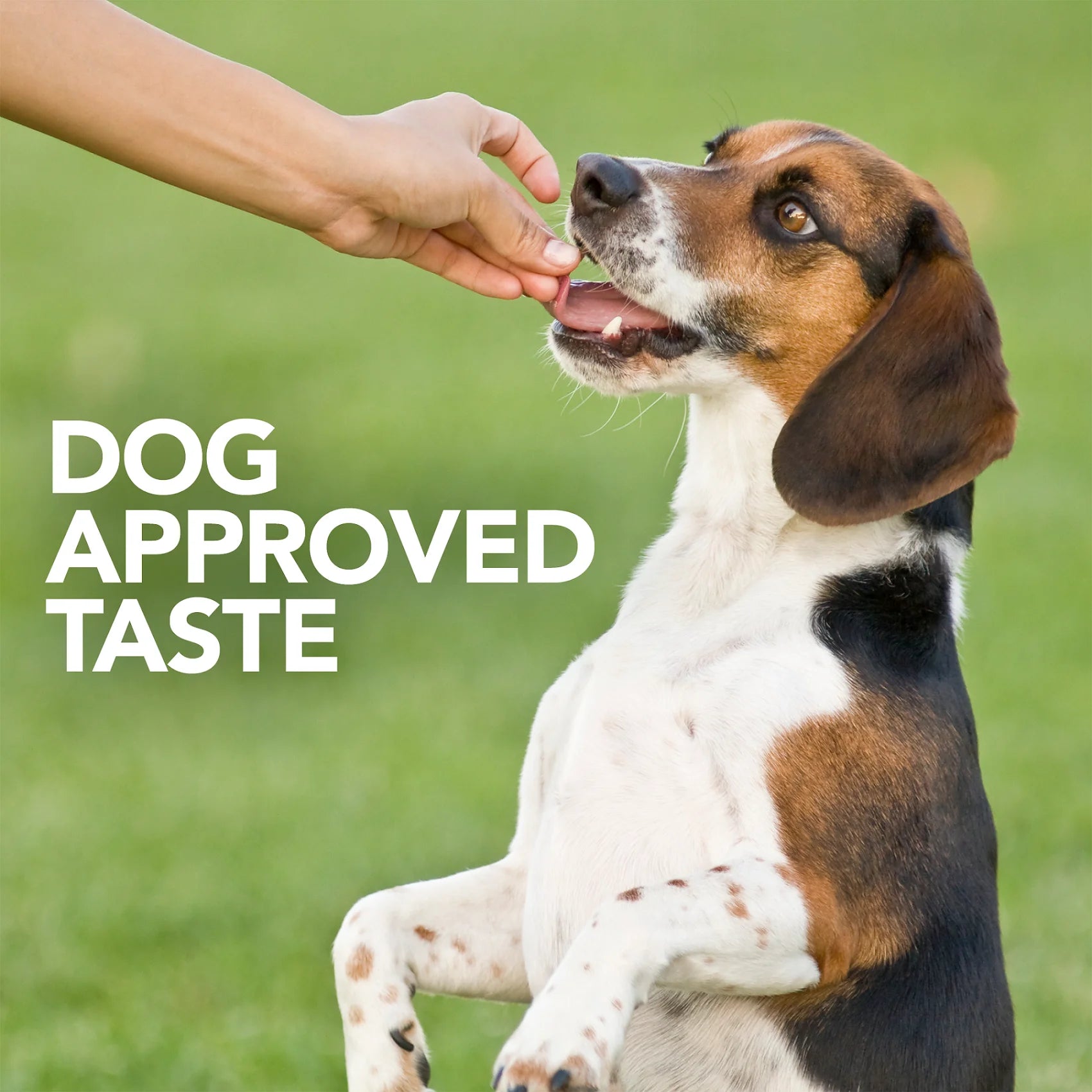 Digestive Health Probiotic Soft Chews for Dogs 4.2 Oz.