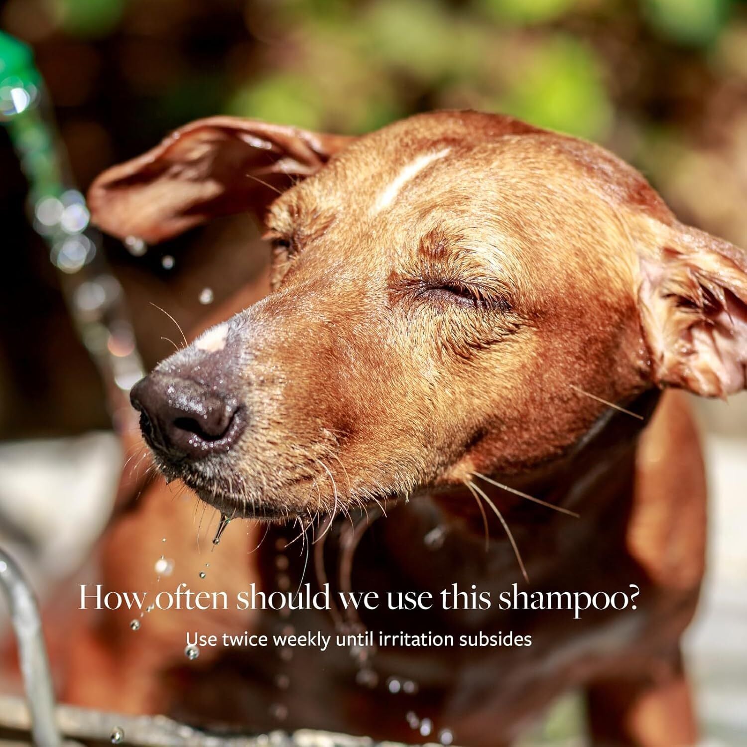Veterinary Formula Clinical Care Antiseptic and Antifungal Medicated Shampoo Dogs & Cats