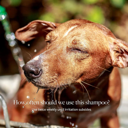 Veterinary Formula Clinical Care Antiseptic and Antifungal Medicated Shampoo Dogs & Cats