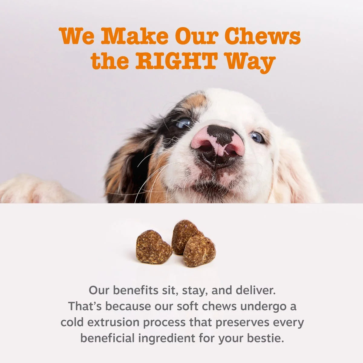 (6 Pack)  Probiotic Bites for Dogs, to Support Gut Health, Pumpkin 60Ct